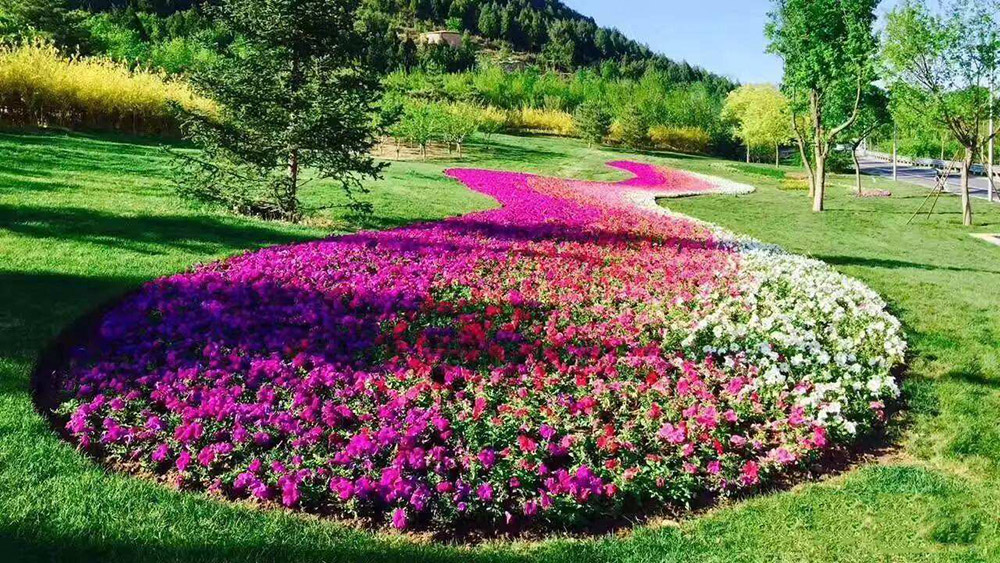 園林景觀植物圖片1 園林景觀植物圖片1