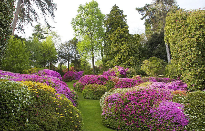 別墅景觀設計的植物 別墅景觀設計的植物