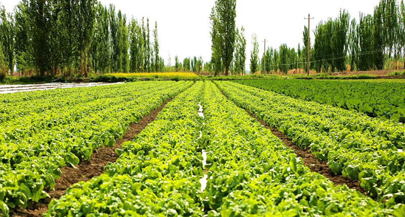 休閑農業景觀設計圖片 休閑農業景觀設計圖片